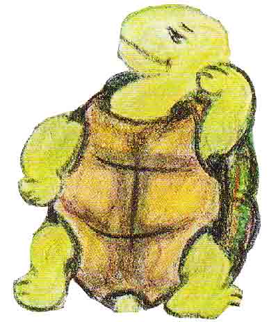 Schildkröte